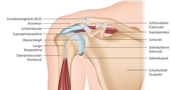 Anatomie Schulter