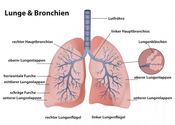 Lunge und Bronchien