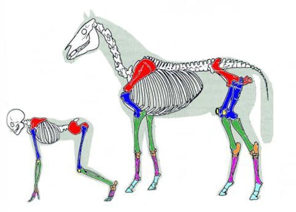 Anatomie Mensch und Pferd